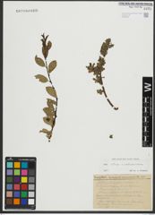 Foto von Salix retusa L. x Salix waldsteiniana Willd.